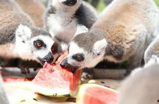 瓜吃狸是什么动物,揭秘神秘动物瓜狸的传奇故事