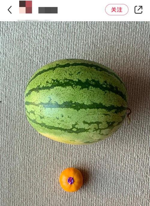 全自动吃瓜机吃西瓜视频,趣味十足！