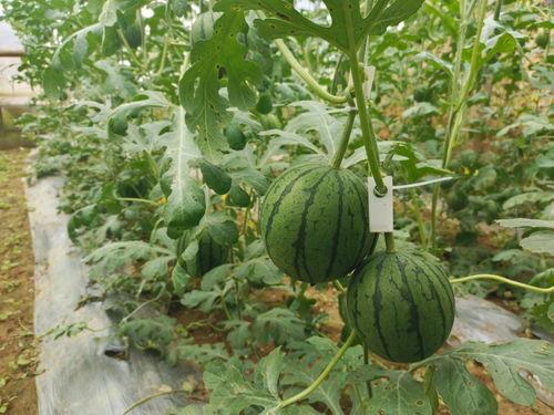 小十林吃瓜,揭秘娱乐圈那些不为人知的幕后故事