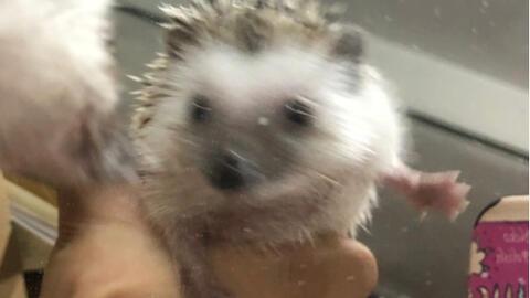 刺猬女孩吃瓜,一场甜蜜的误会之旅