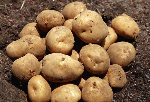 吃土豆拉瓜胀气,揭秘胀气背后的饮食真相