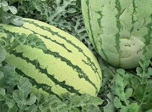 吃瓜就要有吃瓜的样子吗