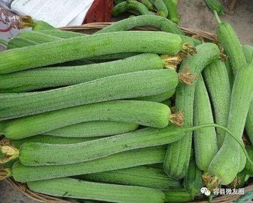 吃瓜就爱吃瓜就爱吃瓜,吃瓜就爱吃瓜的趣味探索