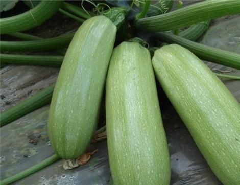 痛风可以吃附瓜,附瓜助力健康生活