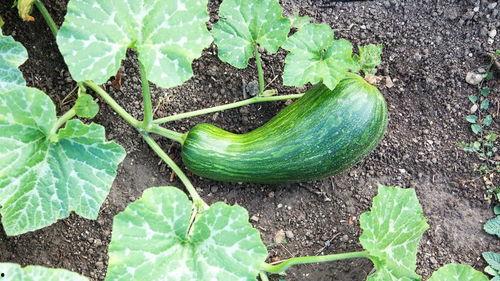 瓠瓜婴儿如何吃,瓠瓜婴儿辅食制作与食用指南