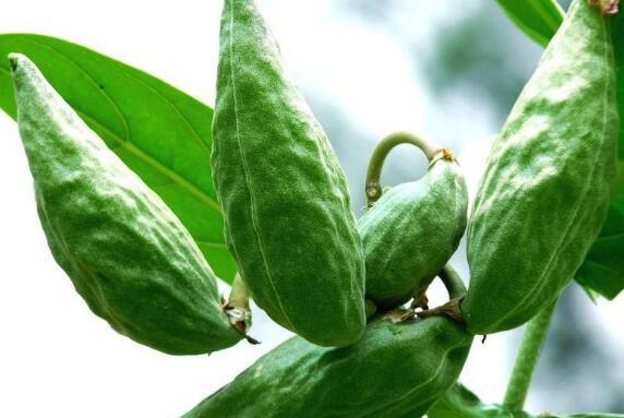 牛角瓜是直接吃,天然美味，直接食用，尽享健康与美味