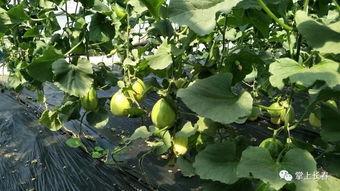 青菱瓜怎么吃,解锁夏日清新美味