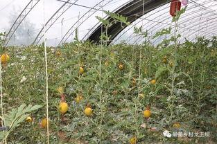 金家坝吃瓜,揭秘当地特色美食背后的故事