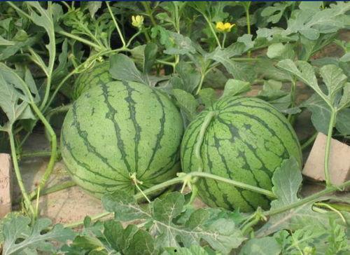 天津的吃瓜事件,一场引发热议的街头冲突背后的真相