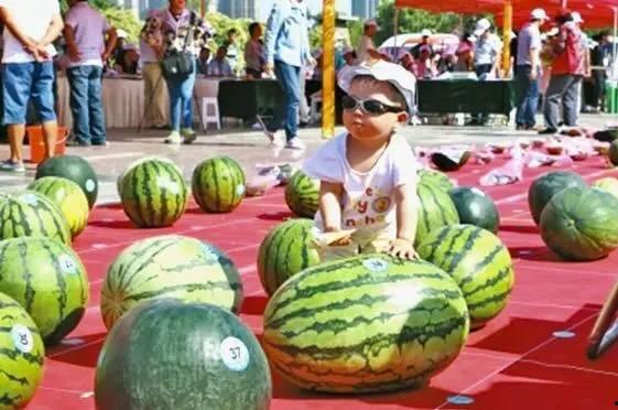 吃瓜大赛是什么,一场全民参与的趣味盛宴